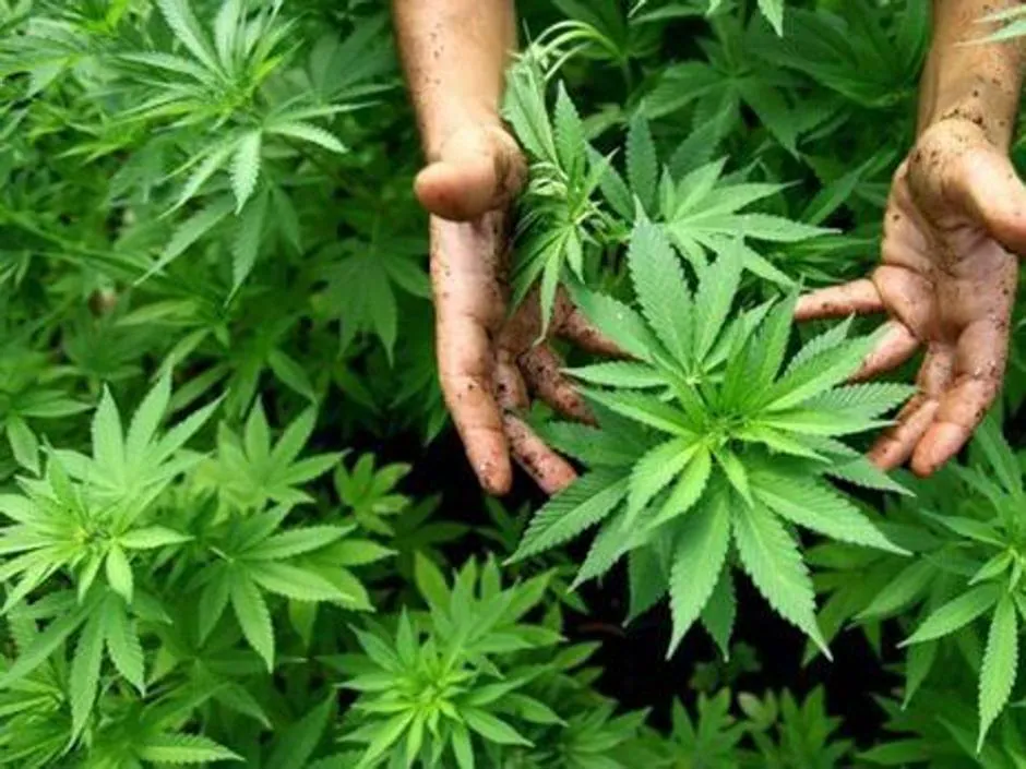 El Parlamento de Tailandia aprueba el consumo de marihuana con fines medicinales