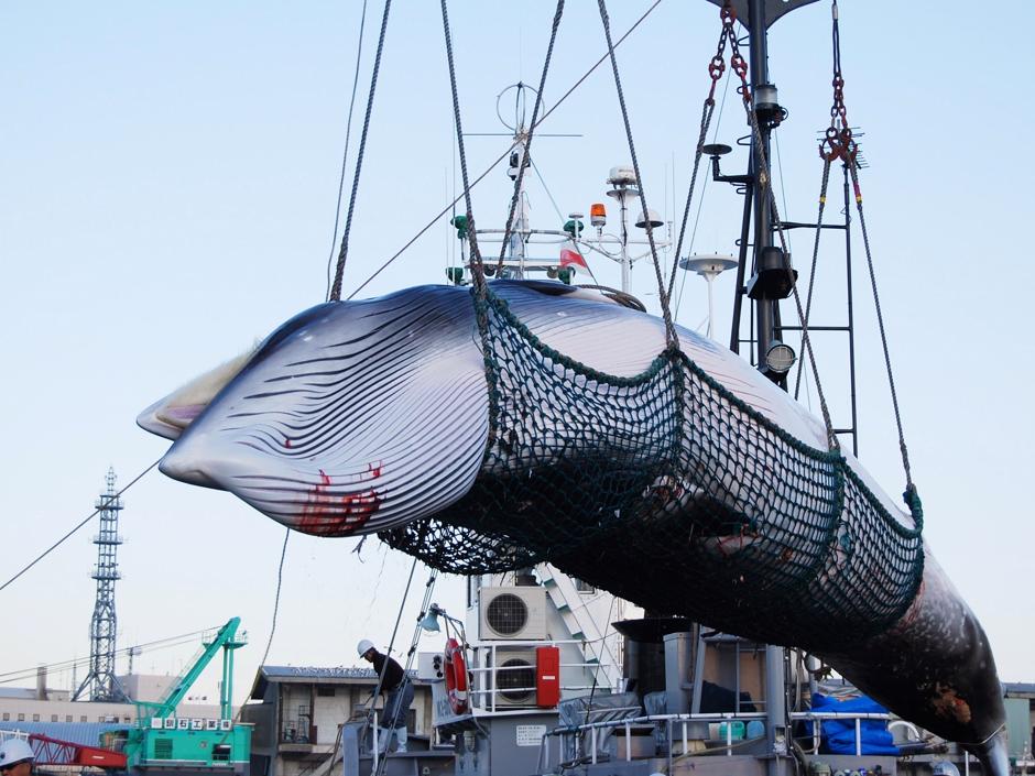 Una ballena Minke es descargada de un barco en el puerto Kushiro, en Hokkaido