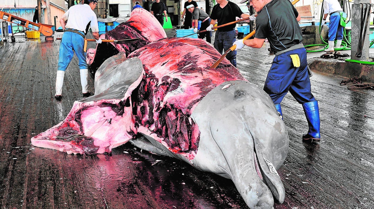 Despiece de una ballena zifio en el puerto Wada en la prefectura de Chiba en Japón