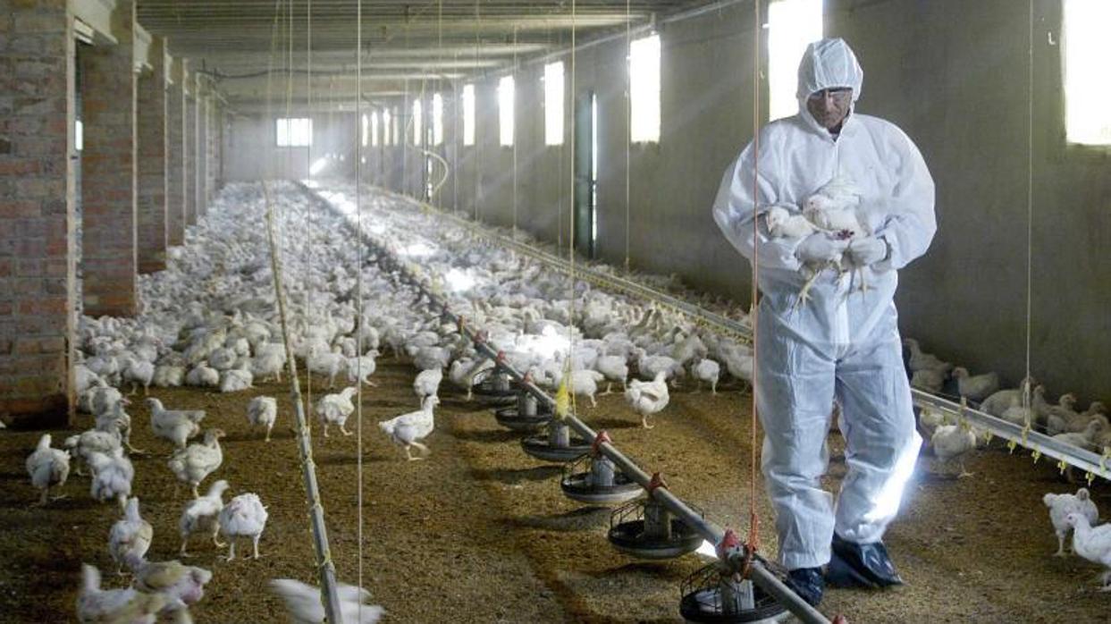 Un veterinario coge unospollos para tomarles unas muestras de sangre en una granja de Torrentede Cinca (Huesca)