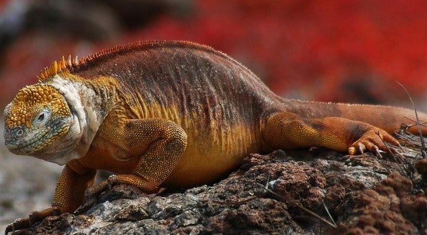 Trasladan a más de 1.000 iguanas terrestres a una isla de Galápagos para ayudar a su recuperación ecológica