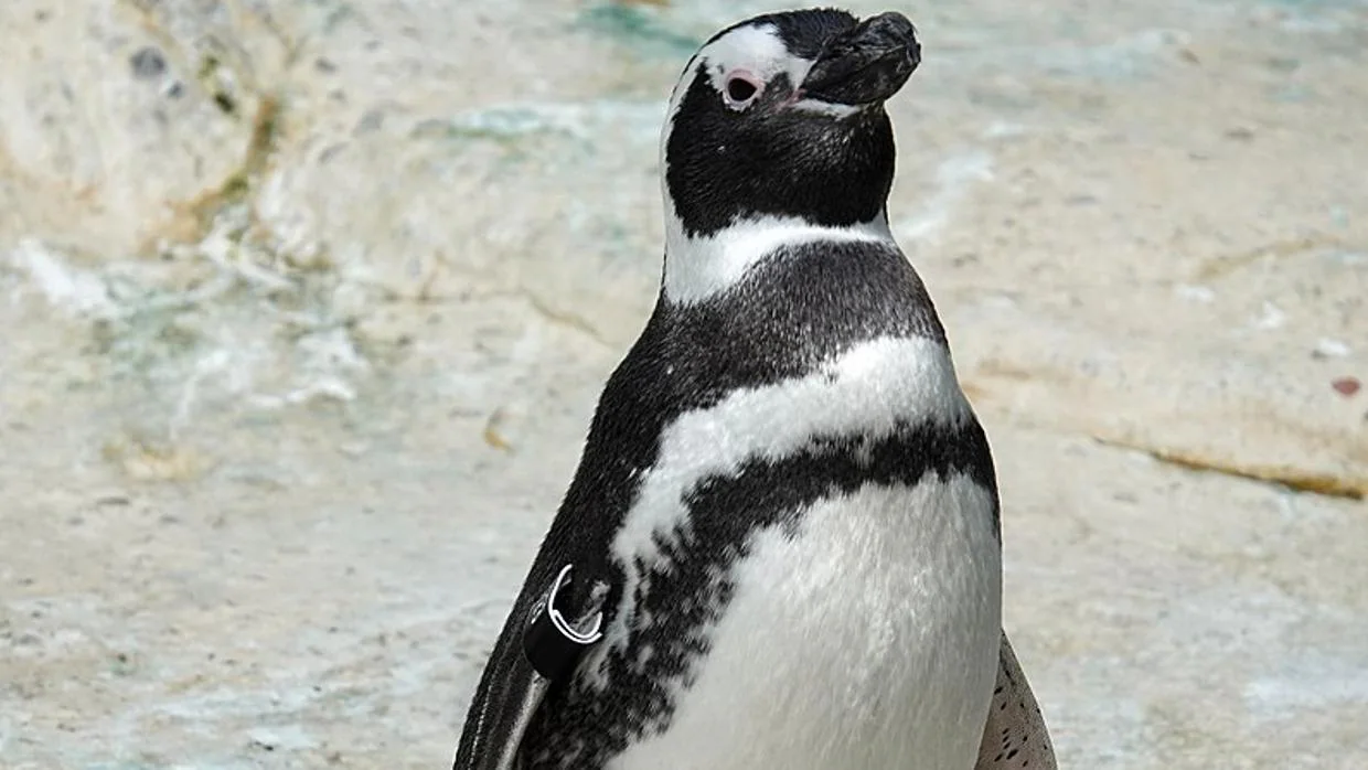 Pingüino de Magallanes en el Zoo de Berlín
