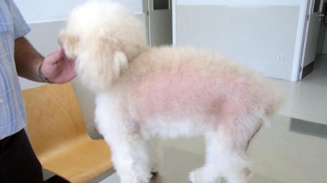 Cómo combatir la alopecia canina y felina