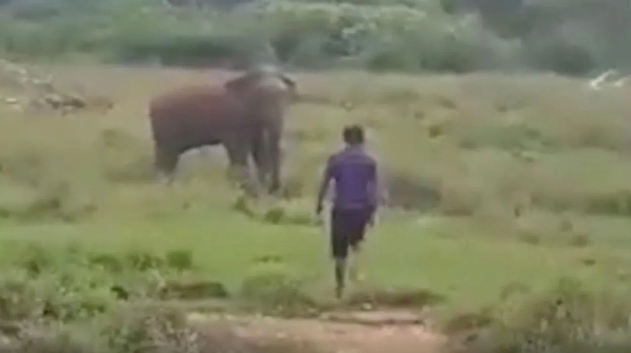 Fuertes imágenes: Un elefante mata a pisotones a un hombre que intentaba hipnotizarlo