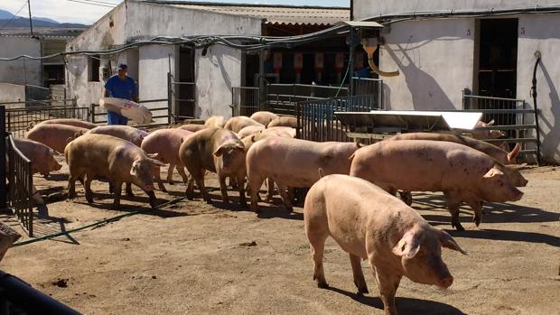 Escocia obligará a instalar cámaras de vigilancia en los mataderos de animales durante 2019