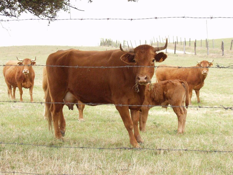 Sanidad confirma la entrada en Baleares, Madrid y País Vasco de 367 kg de carne de vaca enferma polaca