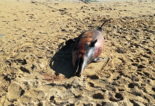 Delfín muerto en La Lanzada (Pontevedra)
