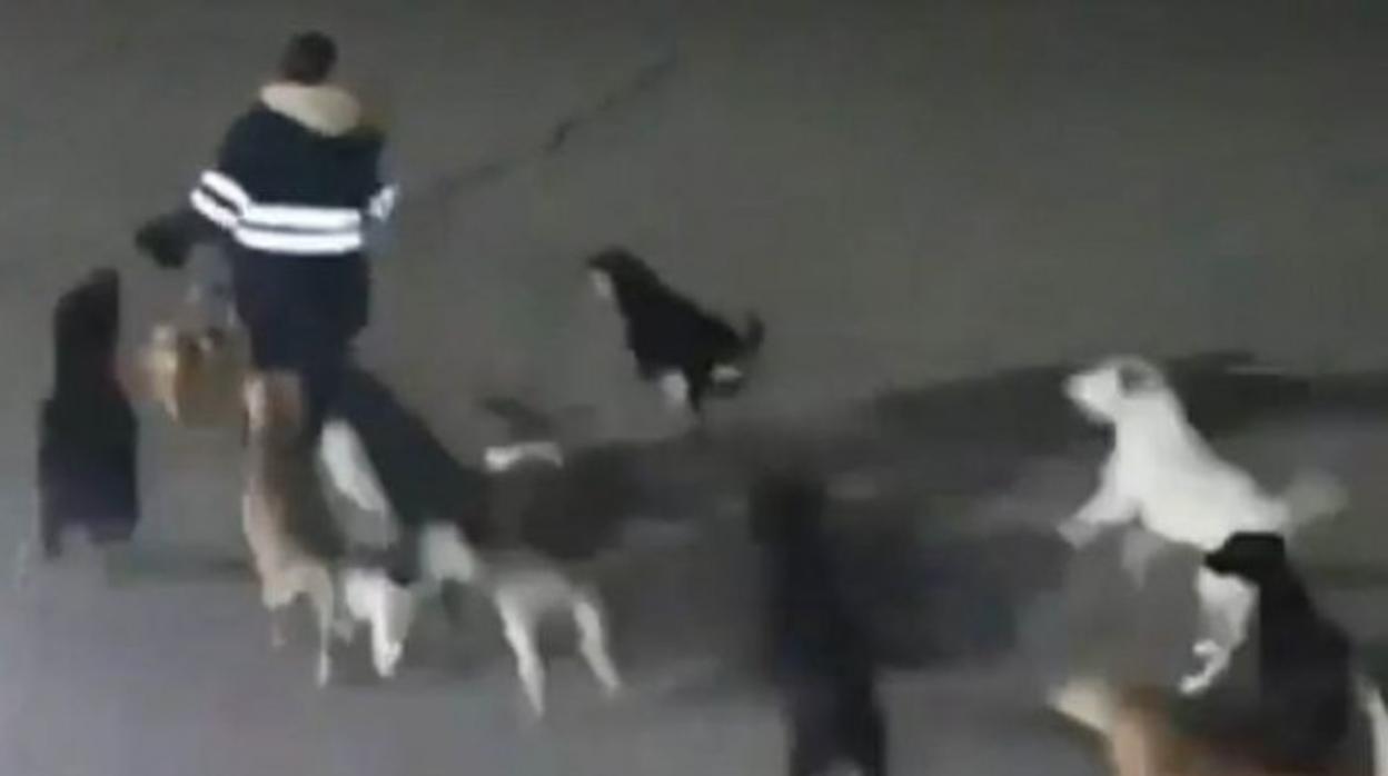 Una jauría de al menos diez perros callejeros ataca y mata a un mujer de 32 años