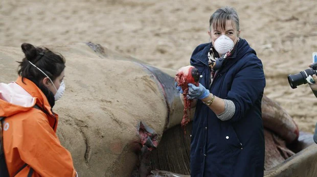 Retiran una ballena varada de 16 metros en una playa de Vizcaya