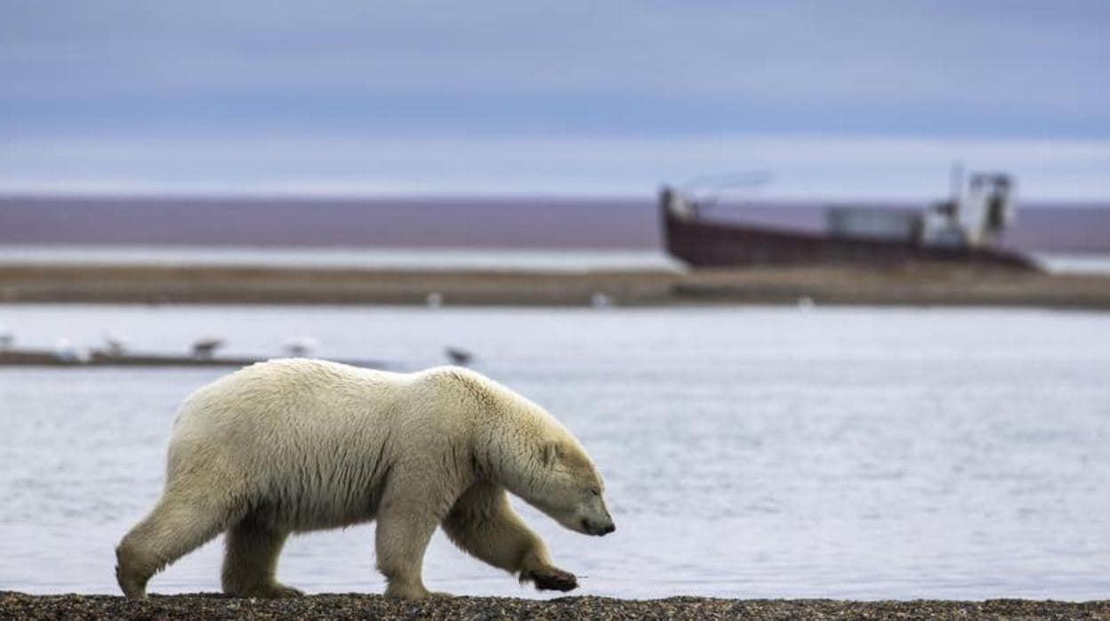 Los osos polares toman un remoto archipiélago ruso ante la falta de alimentos