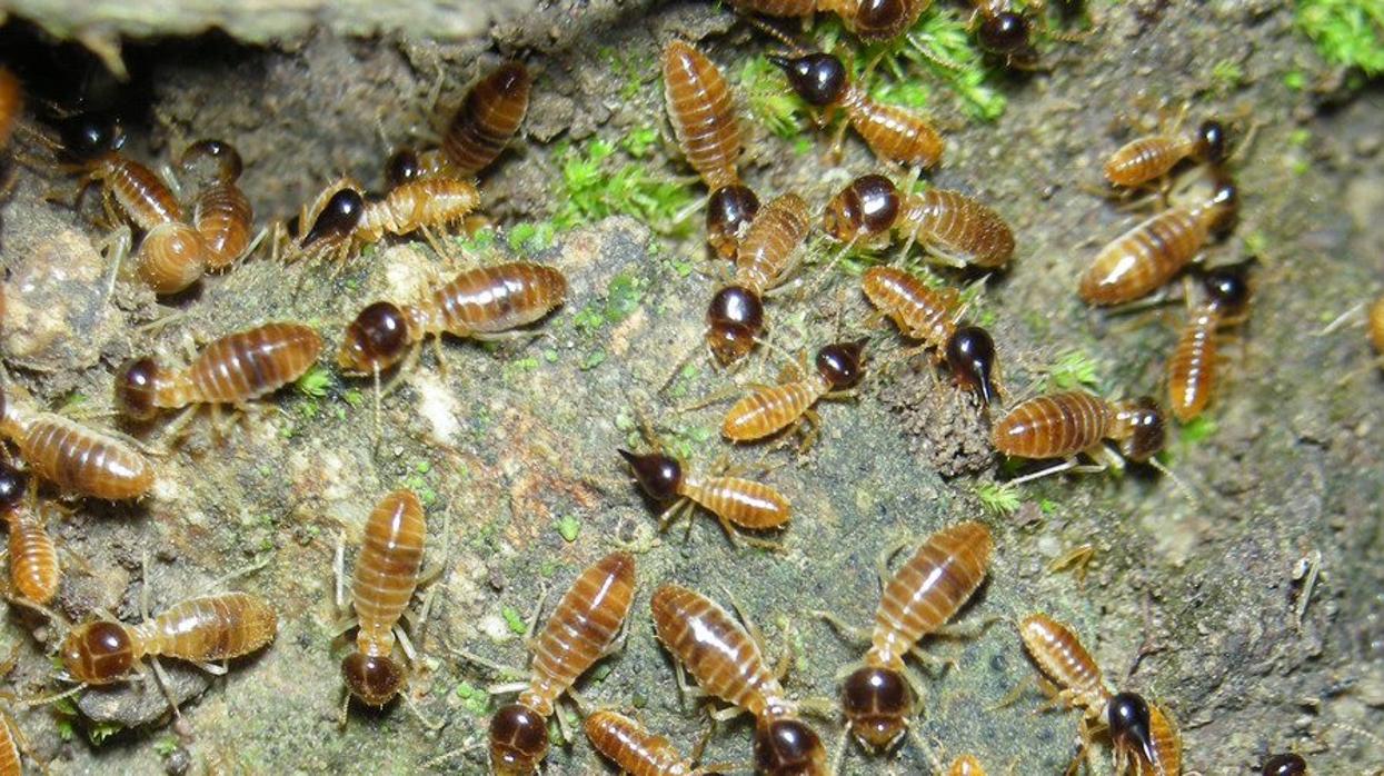 Una plaga de termitas americanas devora varios municipios de Tenerife