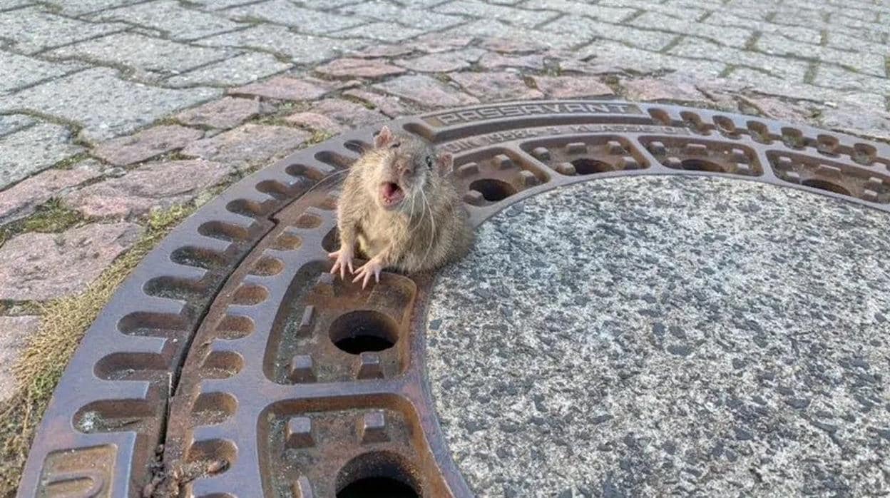 Imagen de la rata atrapada