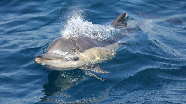 Los delfines del mar de Alborán acumulan altos niveles de plastificantes