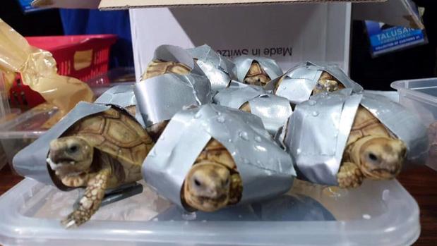 Encuentran más de 1.500 tortugas envueltas en cinta aislante en maletas en Filipinas