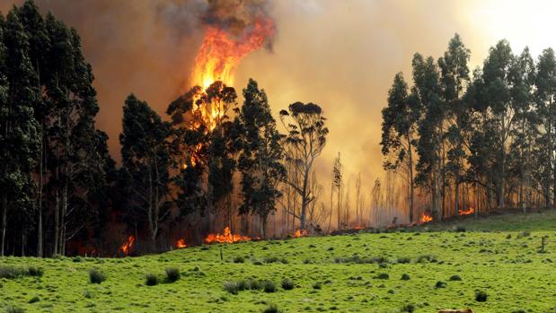 Pillan in fraganti a un pirómano cuando prendía fuego en Asturias