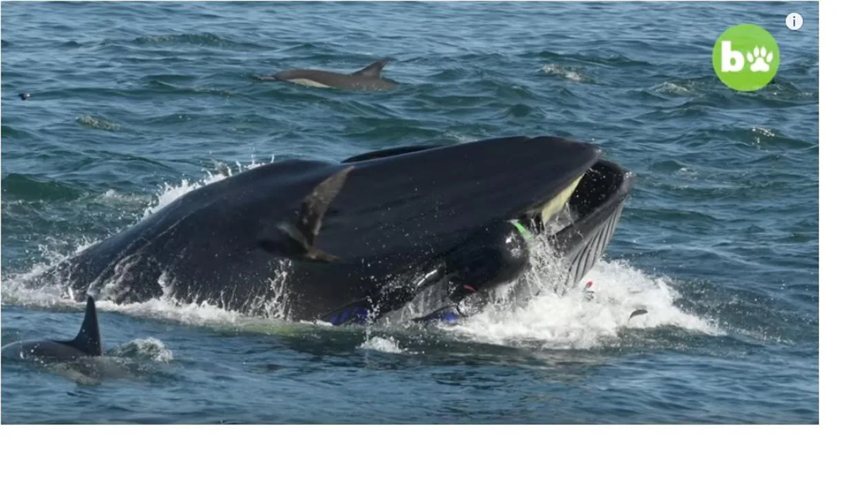 Habla el buzo al que una ballena escupió vivo tras engullirlo: «De repente todo se volvió oscuro»