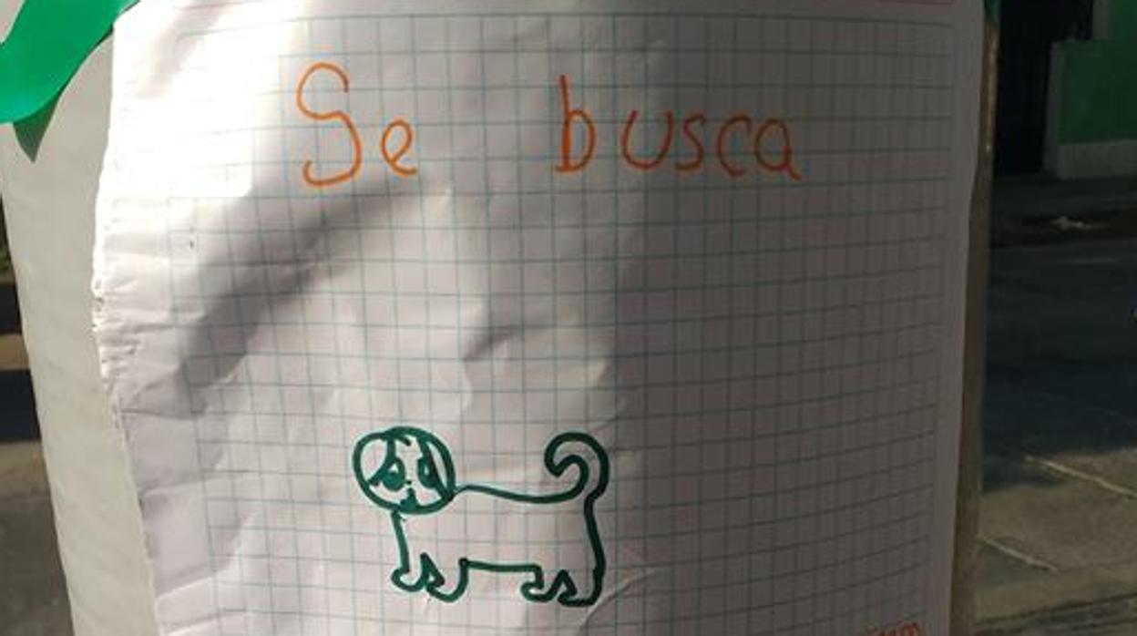 Cartel de 'Se busca perro perdido'