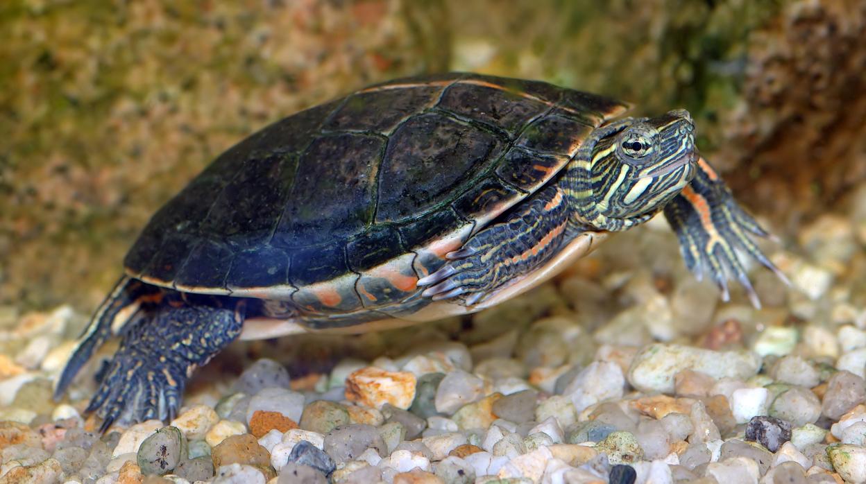 El cambio climático puede conllevar la desaparición de las tortugas