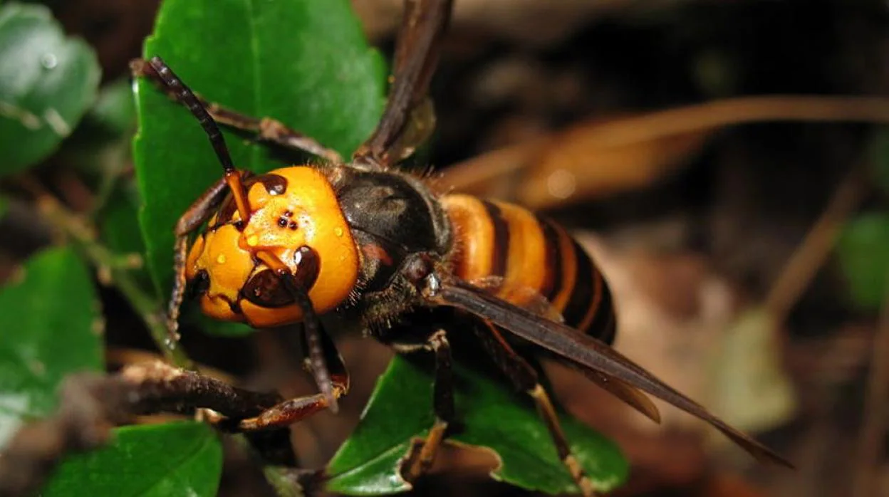 Tras la avispa velutina, los apicultores españoles alertan de la llegada de una más peligrosa: la mandarina