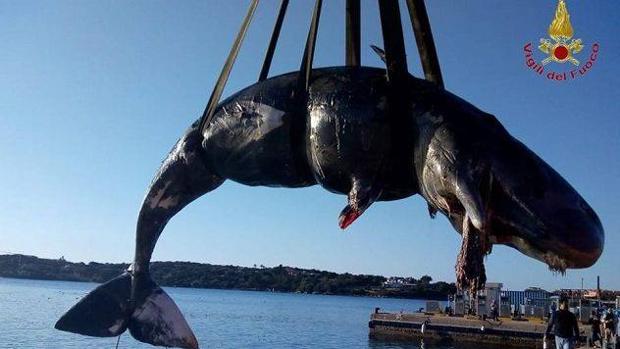 Encuentran una ballena embarazada con más de 20 kilos de plástico en su interior