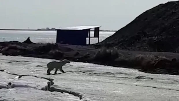 Encuentran un oso polar «exhausto» tras caminar 700 kilómetros hasta la península rusa de Kamchatka