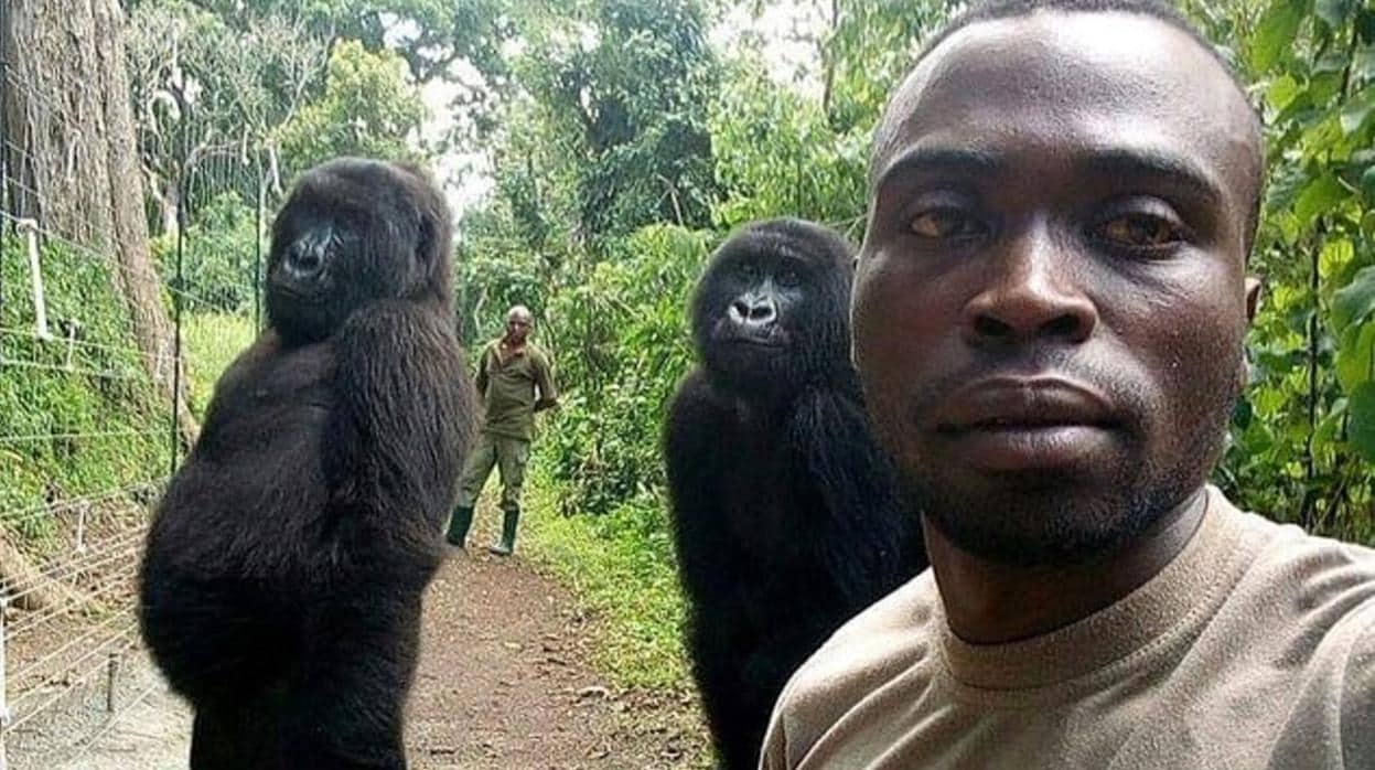 El posado de unos gorilas en un selfie que revoluciona las redes sociales
