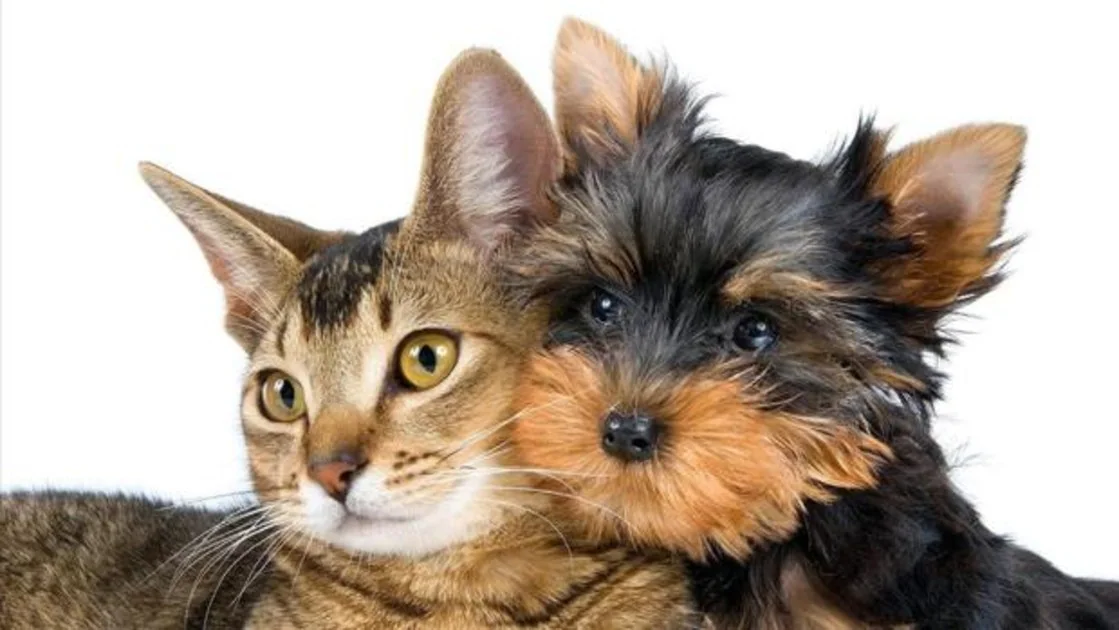 Conjuntivitis en perros y gatos