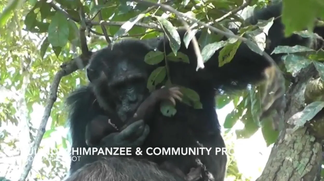 Imagen del Chimpancé acurrucando a una cría