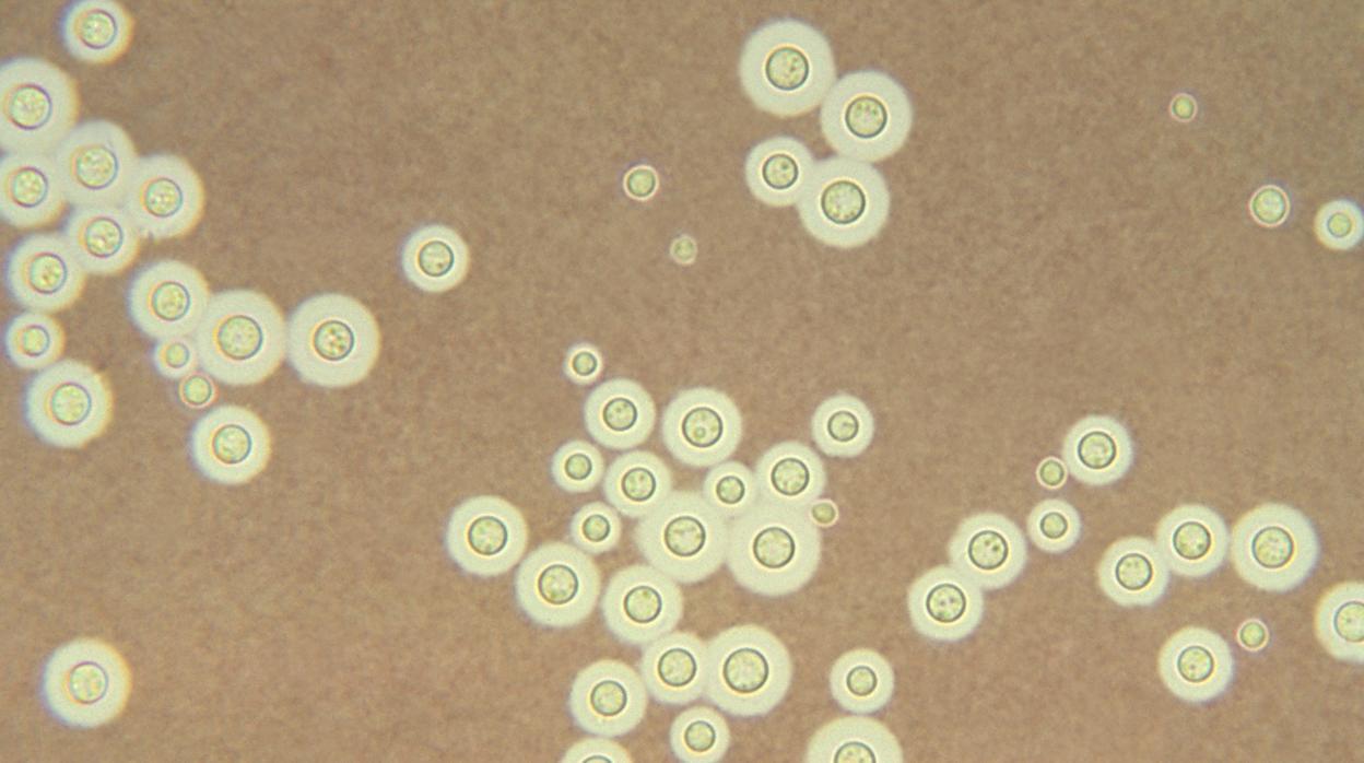 El hongo «Cryptococcus neoformans»