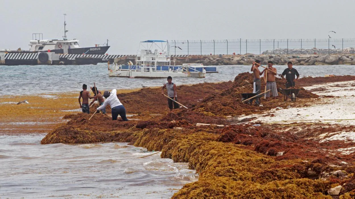 Pescadores limpian del sargazo sus playas este lunes en la población de Puerto Morelos, en el estado de Quintana Roo