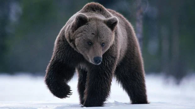 Vídeo: Un oso roba comida a unos cazadores