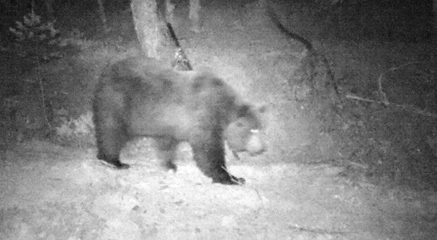 Tras la cumbre de la osa Claverina, los ganaderos se quejan de que los ataques van a más