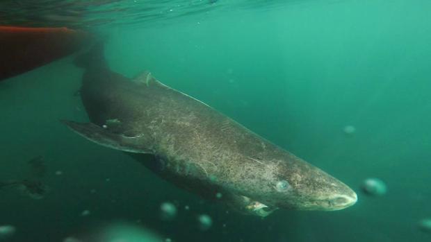 Dos pescadores cortan la cola a un tiburón para burlarse de él y lo graban