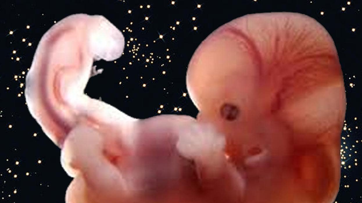 El Gobierno de Trump limita la investigación con restos de bebés abortados