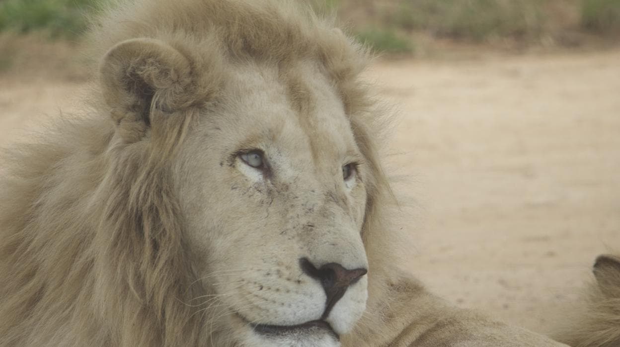 Catorce leones se escapan del Parque Nacional Kruger