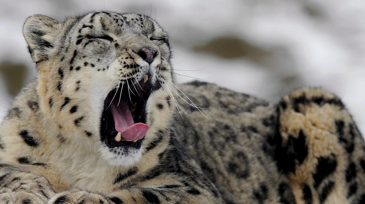 Imagen de archivo de una especie de leopardo mientras bosteza