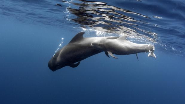 El tráfico marítimo en las aguas de Canarias mata a más cachalotes de los que nacen