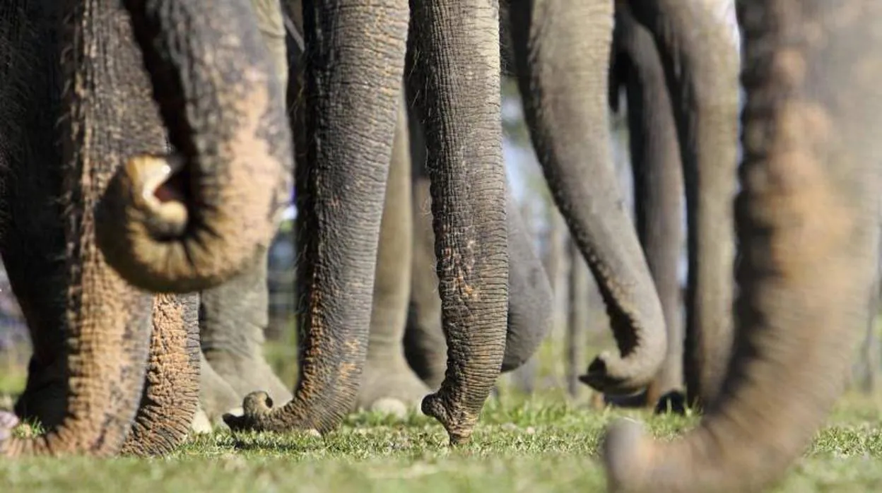 Imagen de una manada de elefantes