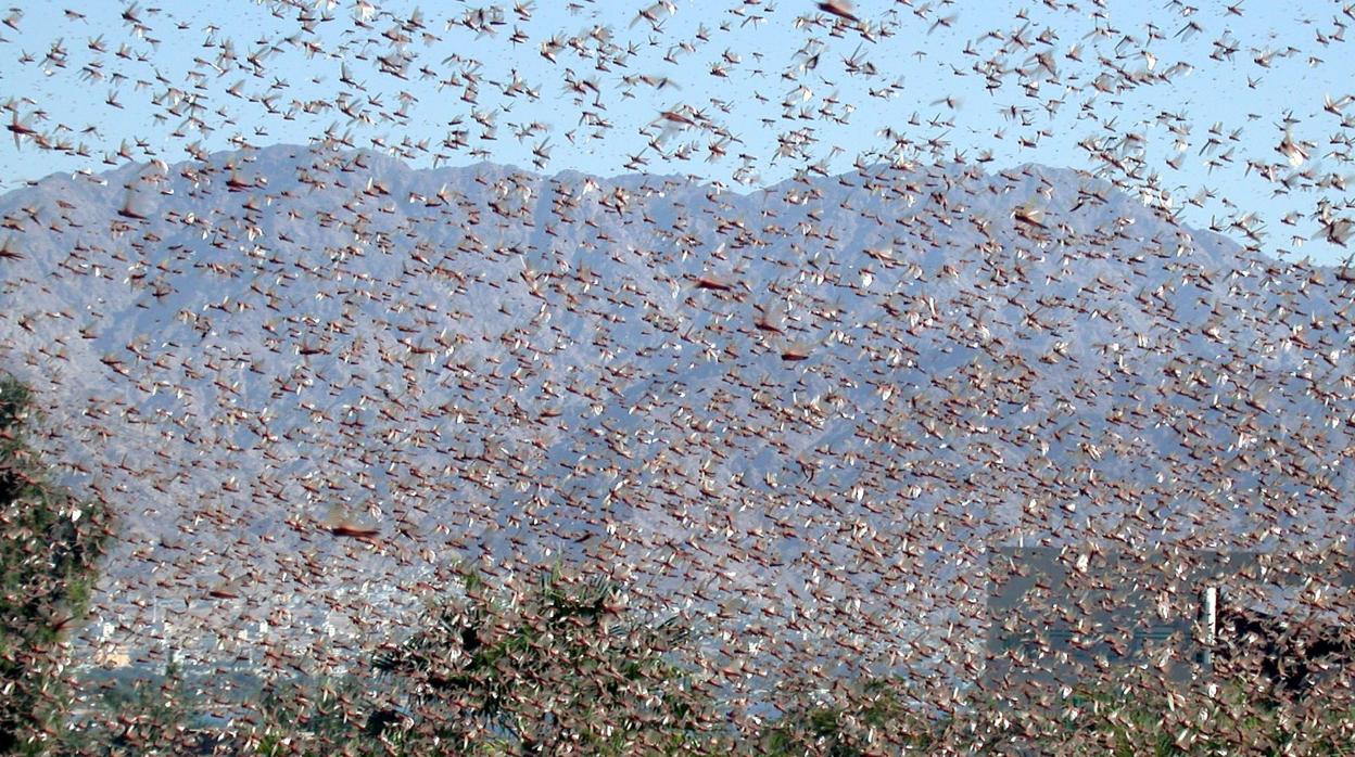 Imagen de archivo de una plaga de langostas