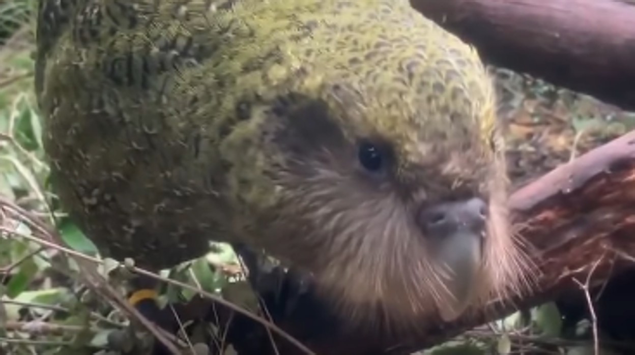 Captura de imagen del vídeo en el que se muestra