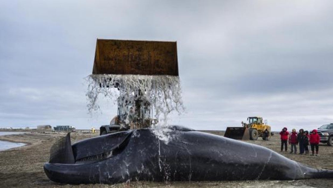 Una excavadora limpia una ballena de Groenlandia