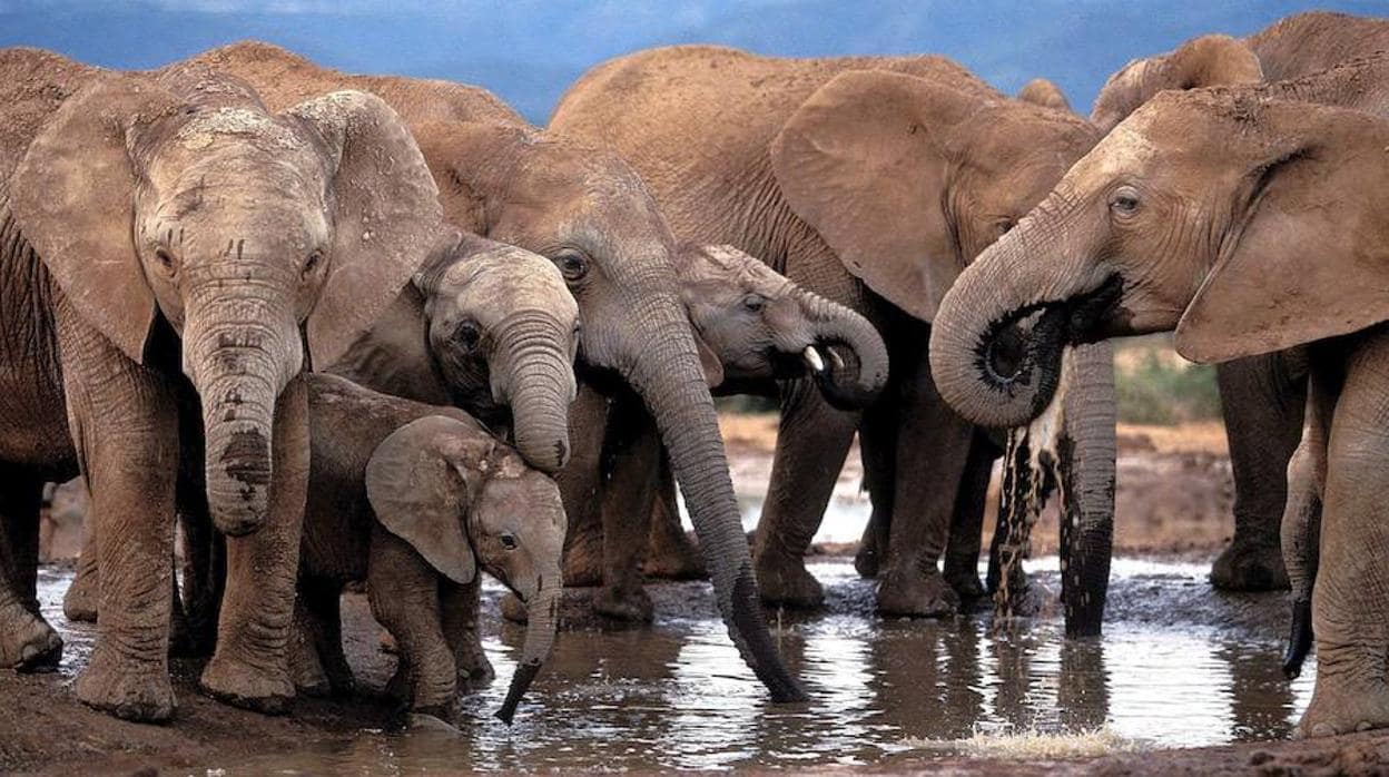 Una imagen de archivo muestra elefantes africanos bebiendo en un pozo de agua