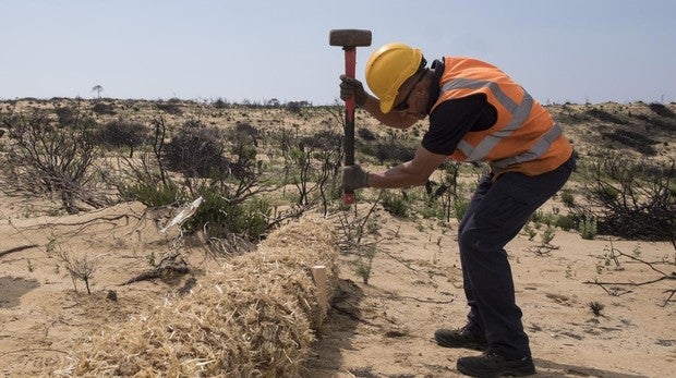 Freno a la erosión y los tratamientos selvícolas para salvar Doñana dos años después del incendio en Moguer