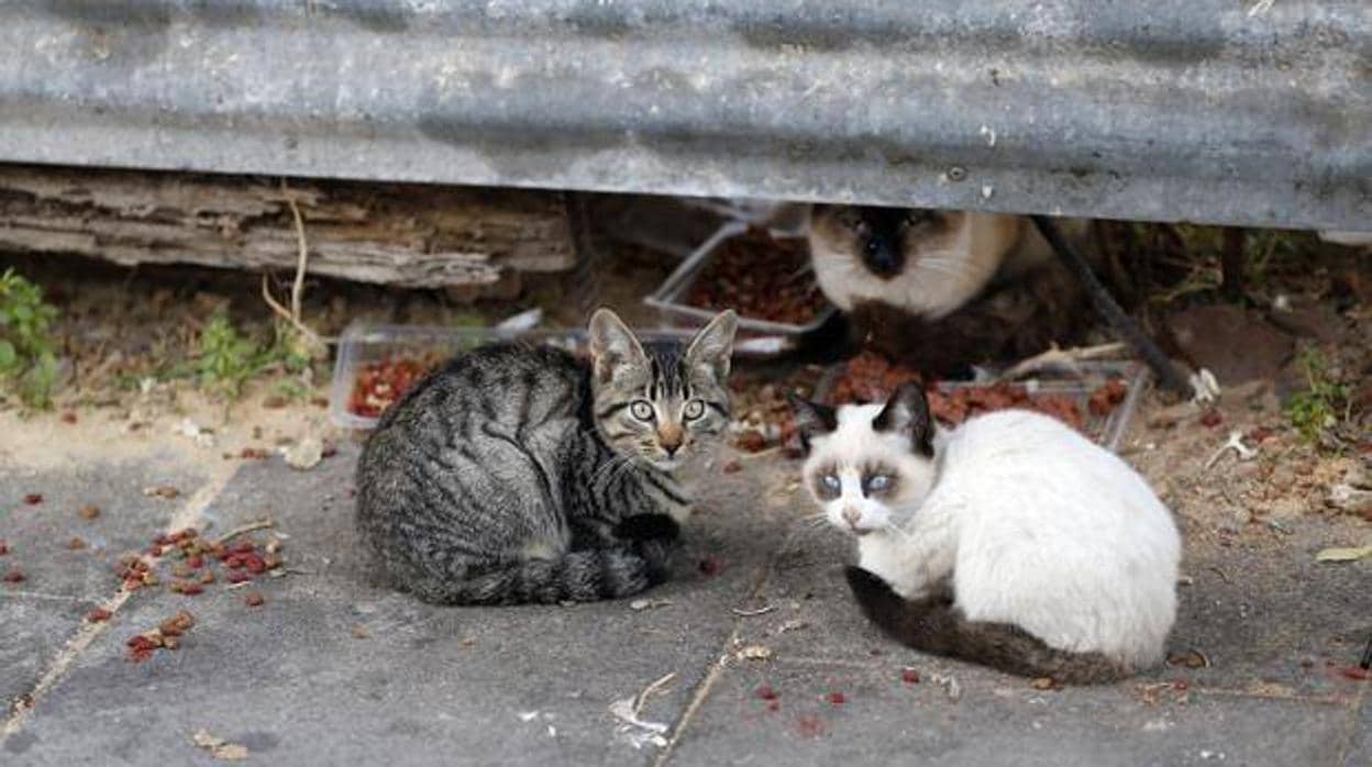 Dos gatos jóvenes en una foto de archivo