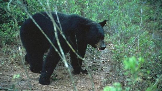 Sacrifican en Oregón a un oso que se hacía «selfies» con los transeúntes