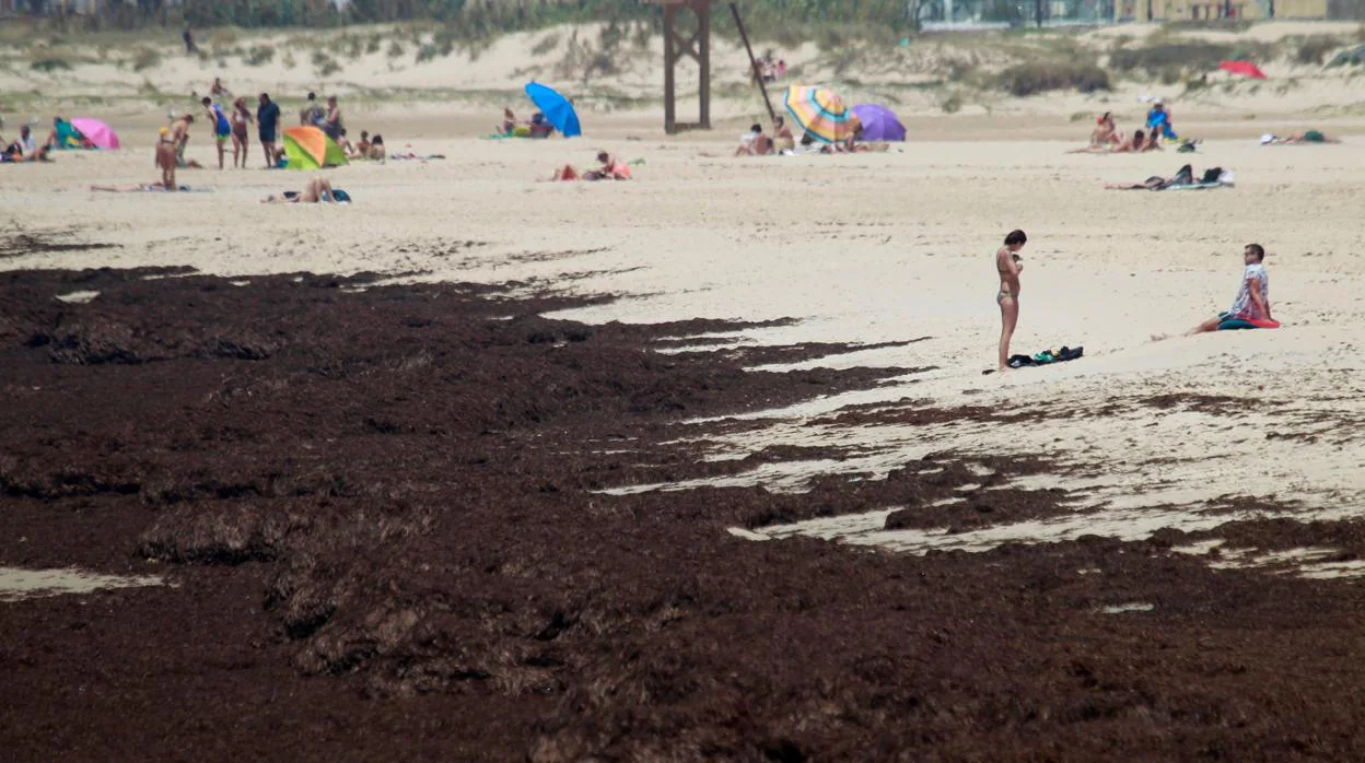 Aspecto que presenta la playa de Tarifa (Cádiz) con la presencia de l alga de origen asiático