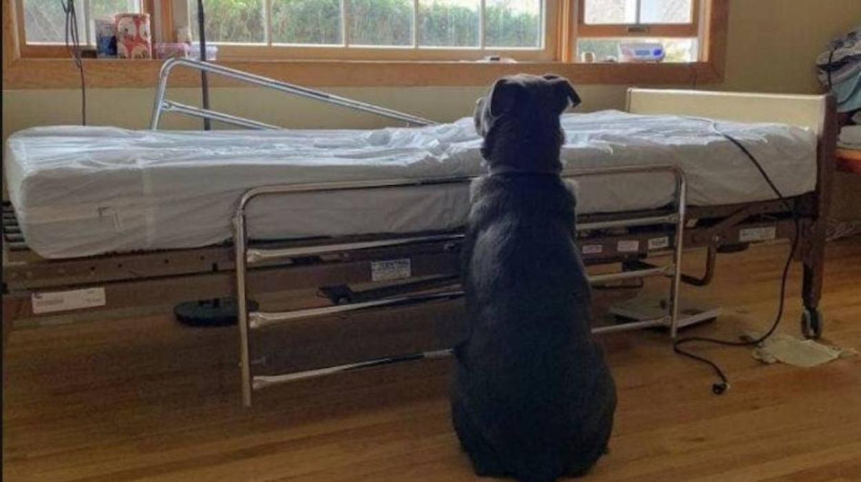 El perro permaneció días junto a la cama de su mejor amigo fallecido
