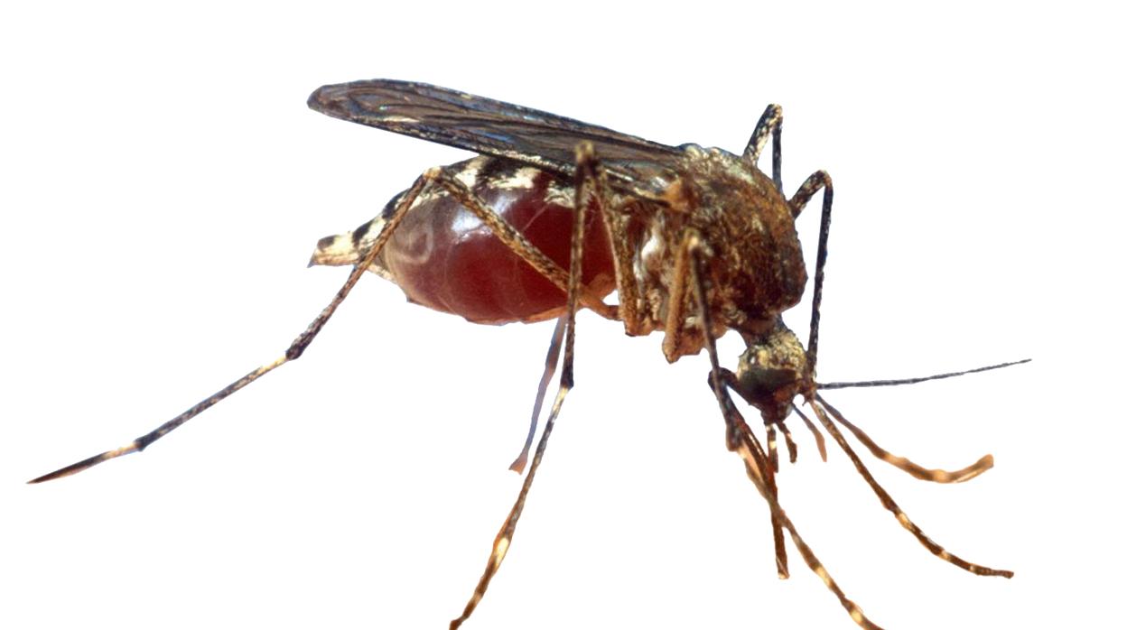 Mosquito tigre, el insecto que actúa como transmisor de la infección
