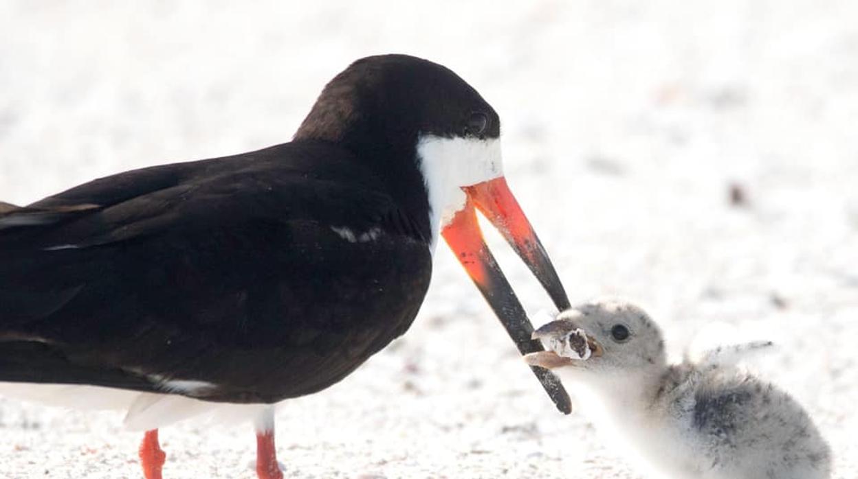 Un ave alimenta a su cría con una colilla en una playa de Florida