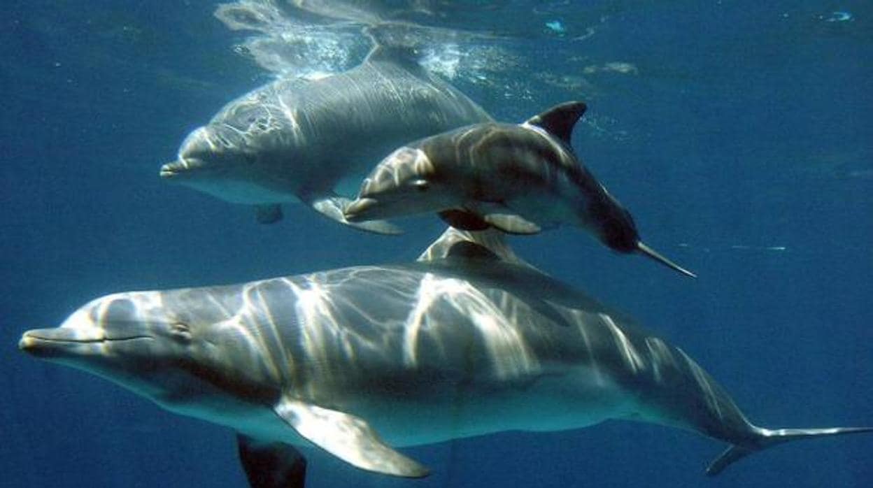 Grupo de delfines en el mar